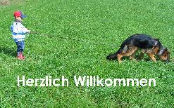 Imported German Shepherds | Service Dogs | German Shepherds For Sale