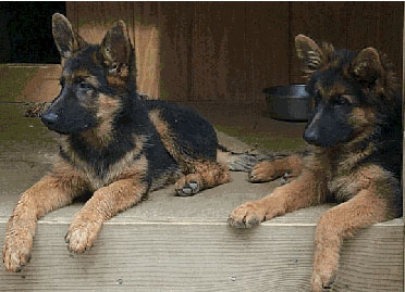 German Shepherd Breeders | Imported German Shepherds | German Shepherd Puppies