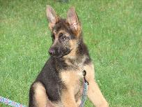 Schutzhund Dogs | Sable German Shepherds | Black German Shepherd