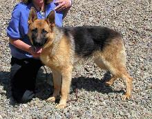 Schutzhund Dogs | Sable German Shepherds | Black German Shepherd