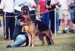 Schutzhund Dogs | Sable German Shepherds | Black German Shepherd