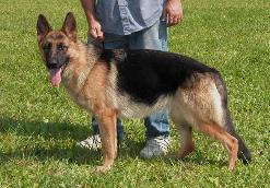 Schutzhund Dogs | Sable German Shepherds | Black German Shepherd