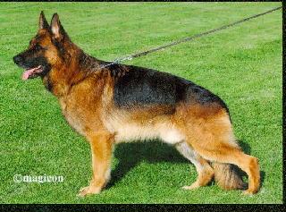 Click Here To See German Shepherds For Sale | Champion German Shepherds | AKC Registered German Shepherd